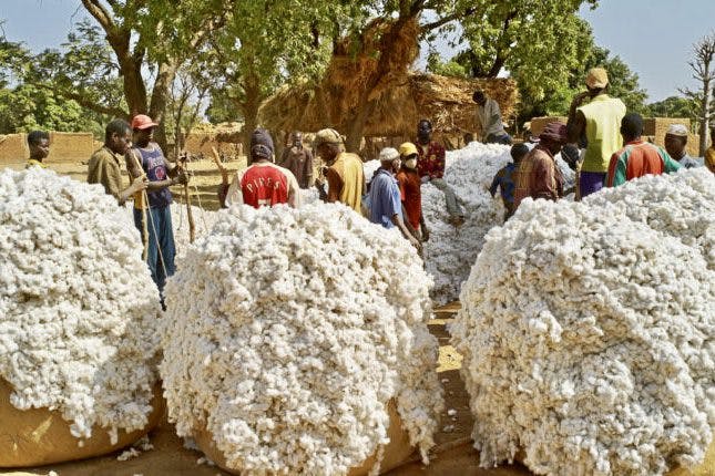 Bénin: la libéralisation booste la filière coton
