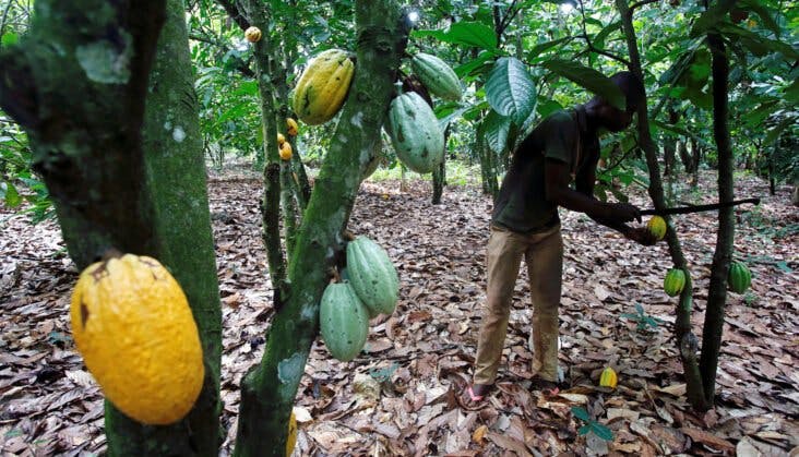 Menace sur le  cacao africain : La Côte d’Ivoire et le Ghana s’imposent  avec “chocpec” face  aux multinationales