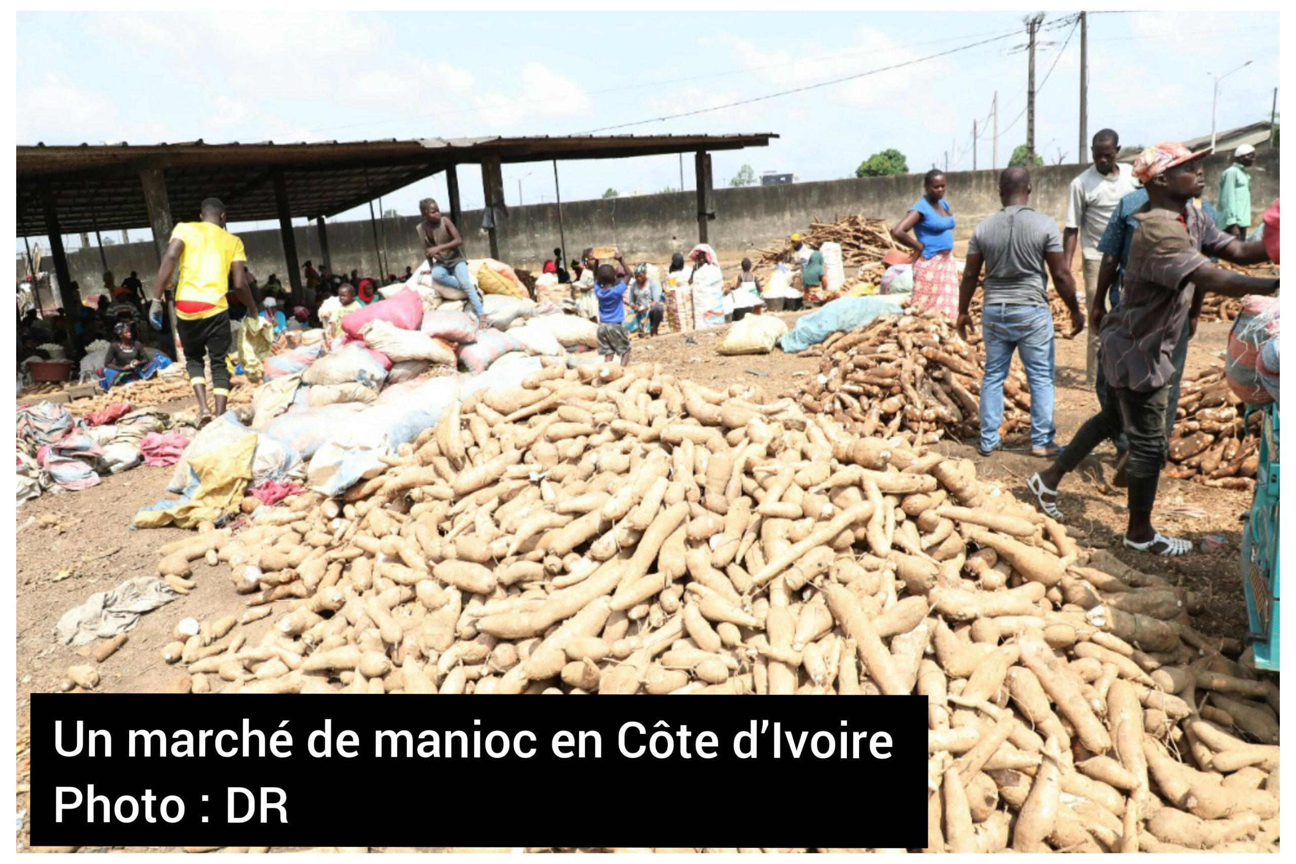 Sécurité alimentaire : Un centre d’excellence contre les maladies du manioc