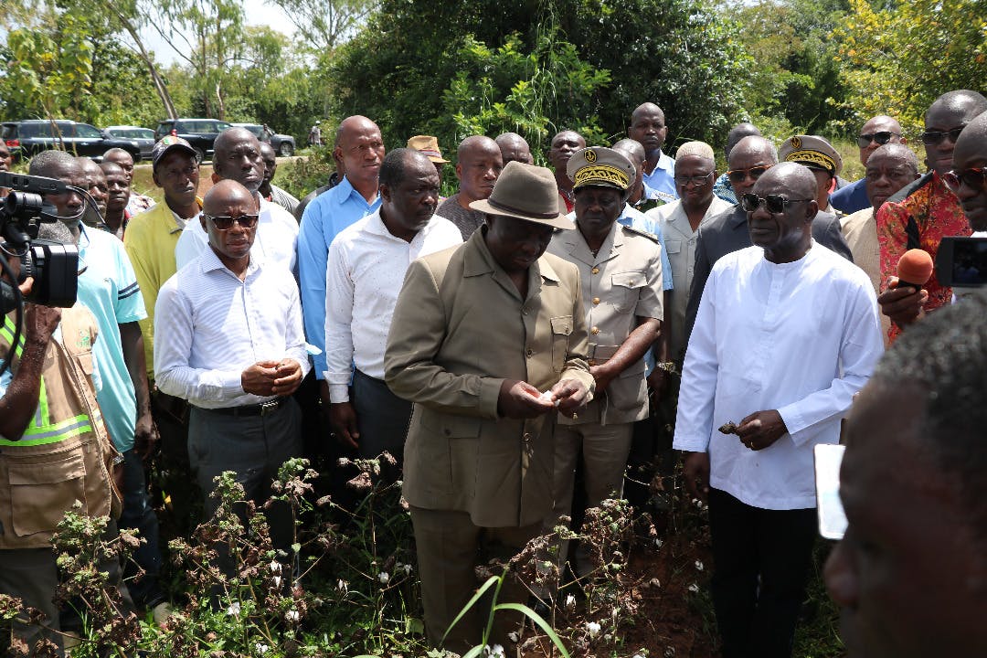 Menace des insectes jassides dans le bassin cotonnier : le Ministre d’État Adjoumani en mission urgente sur le terrain 