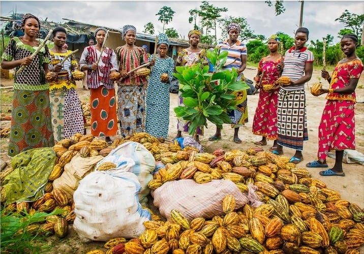 Chronique du lundi<strong> – </strong>la filiere du cacao en Afrique : un gisement d’emplois, des opportunités d’affaires, mais des obstacles au chocolat « made in Africa »
