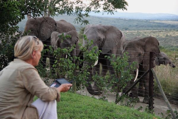 Kenya : Les écologistes insistent sur la protection des éléphants d’Afrique