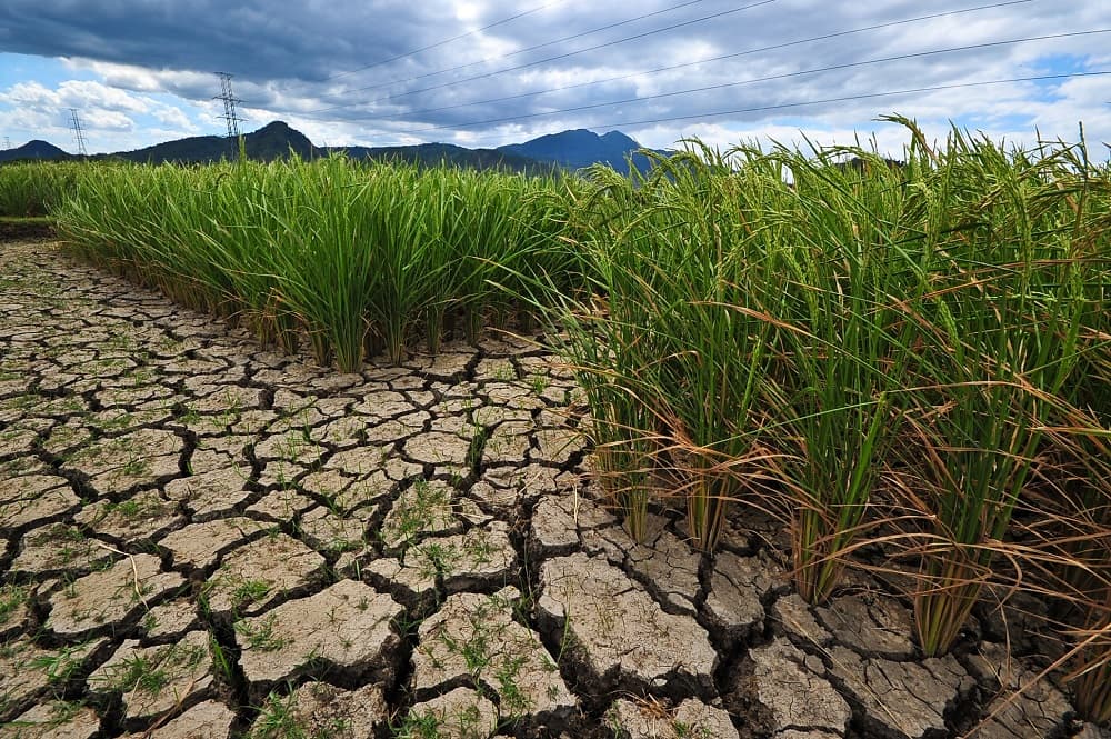 L’écologie en Côte d’Ivoire, un enjeu majeur pour le pays