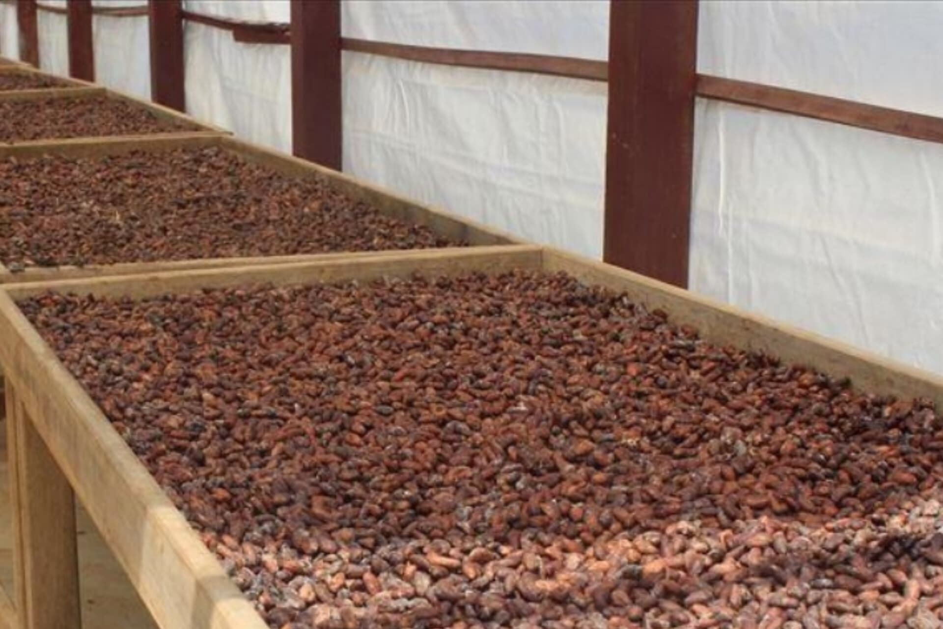 Côte d’Ivoire : la balance cacao-climat