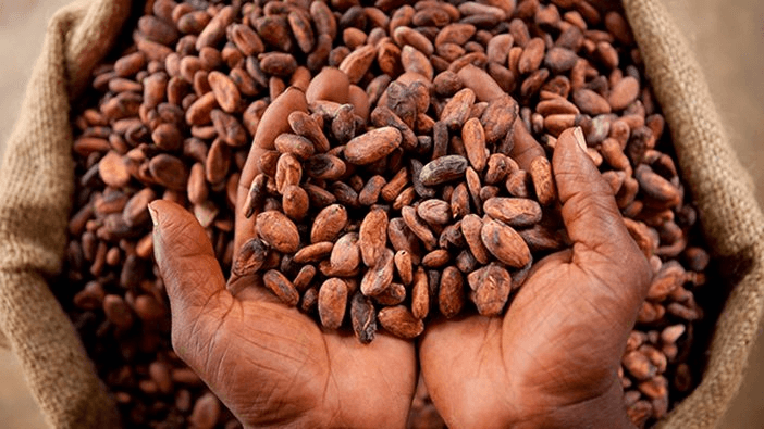 Côte d’Ivoire : l’espoir de l’or brun