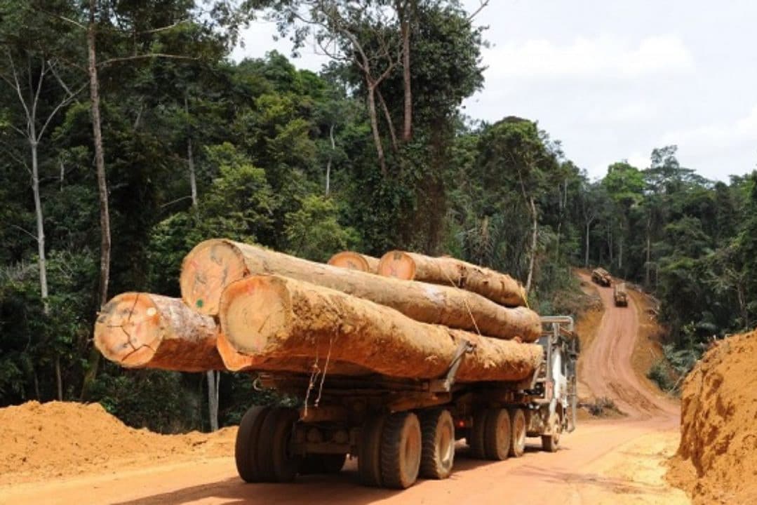 Chronique du lundi – Le paradoxe de la filière bois en Côte d’Ivoire :  Une source de revenus pour le pays mais des conséquences préjudiciables pour la filière elle-même et l’environnement 